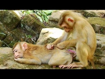 What&39;s Coca Doing Well ? Monkeys Massage.