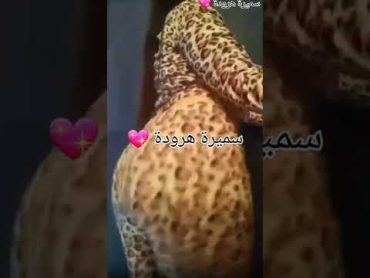 روتين يومي ساخن😲نار🔥رقص بمؤخرة كبيرة بسروال شفاف بدون كيلوط😱وصدر بدون سوتيام على إيقاع شعبي المغربي