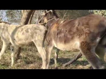 Donkey Mating  DonkeyMating Successfully