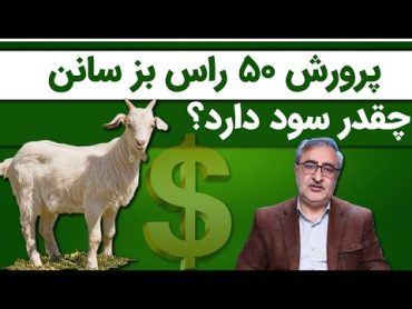 پرورش 50 راس بز سانن چقدر سود دارد؟