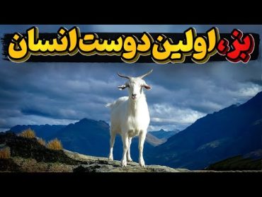 تاریخچه حضور بز در روی زمین و کمک به بقای انسانها