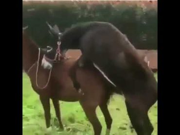 Illegally Donkey meeting Stallion without any limit