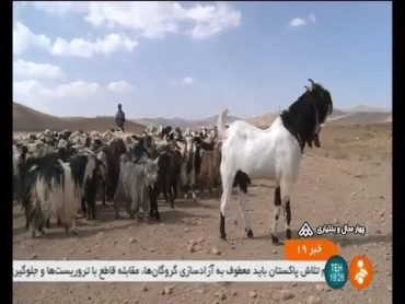 Iran Arzhenaki new Goat race, Chaharmahal & Bakhtiari province پرورش نژاد جديد بز بنام ارژنكي ايران