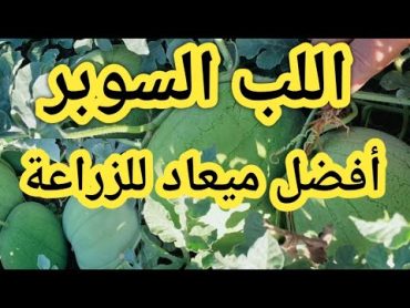 ميعاد زراعة اللب السوبر  الميعاد المناسب وكمية التقاوي الصحيحة للفدان