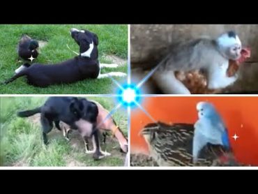 Animals that mate without their kind😲 حيوانات تتزاوج من غير فصيلتها 😲Animals حيوانات