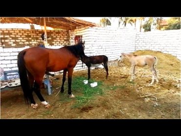 Vacinação de um burro com um potro ممنوع دخول الأطفال+12 جوازة حمار مع فرسة وأثارة وأكشن وكوميديا