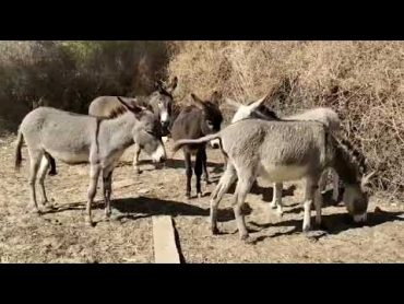 donkey mating enjoying each others donkeys@MP2animals