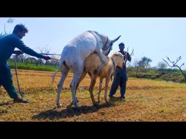 Donkey mating first time video