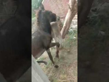 Donkey playing