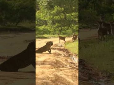 Beautiful  Amazing   Leopard  and  deer