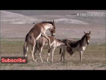 Donkey meeting with Female Donkey in my Village.