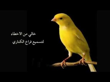 تغريد اصلي وخالي من الاخطاء لتسميع فراخ الكناري  Ecolage  L&39;Eden des Canaris