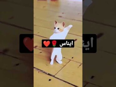 ايناس إيناس funny comedy cat shorts short