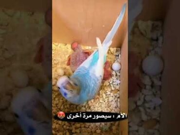 مراحل نمو فرخ طائر البادجي / BUDGIE GROWTH STAGES 