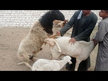 تزوّج الغنم البردسي مع الرحماني بصلاة على النبي الكريم (١١/٢٩)قناه أبو ريان لتجاره الأغنام