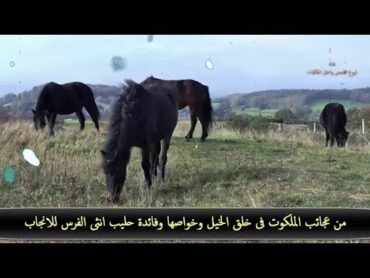 من عجائب الملكوت فى خلق الخيل وخواصها العجيبة وفائدة حليب انثى الحصان للانجاب