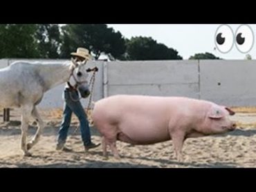 حصان وخنزير ! كلاهما حيوانات ولكن!! شاهد قصص واقعية Horse and pig