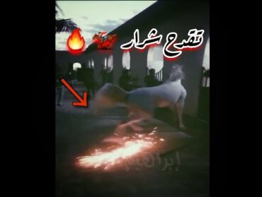 فَالْمُورِيَاتِ قَدْحًا 🏇🔥