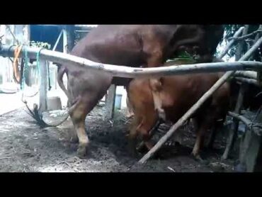 Mating of Animals  cow Big cows Breeds with small cows  How to breds cows Naturally in Cambodia