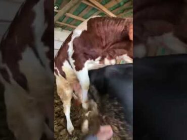 Doğal yolla tohumlama