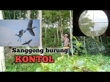 Sanggong Burung Kontol di Persawahan