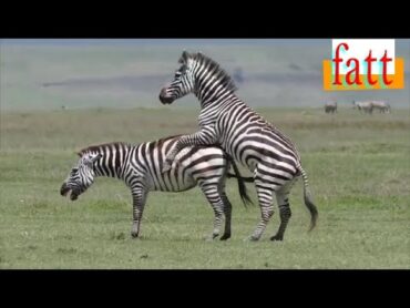 Zebra mating //التزاوج عند حمار الزرد أو الوحشي