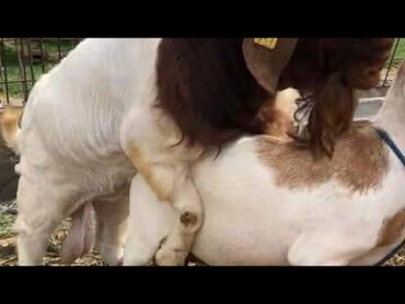 Goat mating