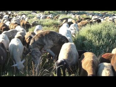 A very confused dog ...  poor sheep!