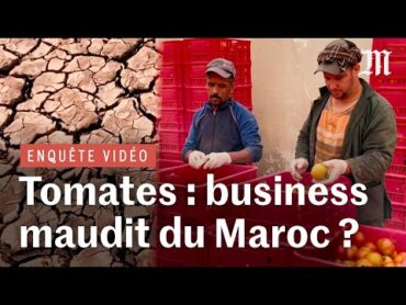 Comment le Maroc exporte, via ses tomates, l’eau dont il va bientôt manquer :