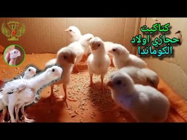 كتاكيت حجازي اولاد الديك الكوماندا / ايه اللي يخليك تشتري كتاكيت حجازي🥚🦅