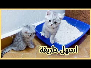 تعليم القطط دخول الحمام 💩 تدريب القطط علي الليتر بوكس (صندوق الفضلات)😸 العناية بلقطط الصغيرة