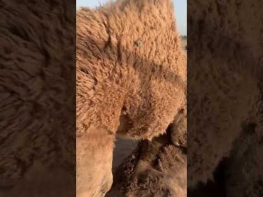 Camels Mating shorts