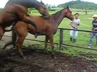 AMAZING horse breeding