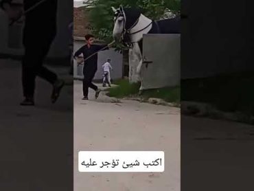 من أكبر الخيول في العالم😱🐎 خيل خيل عربي اصيل