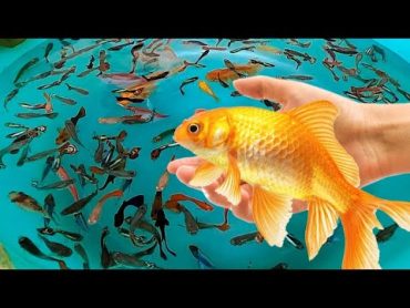 سمك زينة في حوض ماء فيديو    سمك متعدد الالوان    SATISFYING SWWIMING POOL Fish