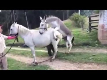 Donkey fucks a horse