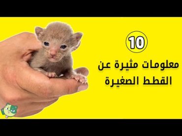 10 معلومات مثيرة عن القطط الصغيرة