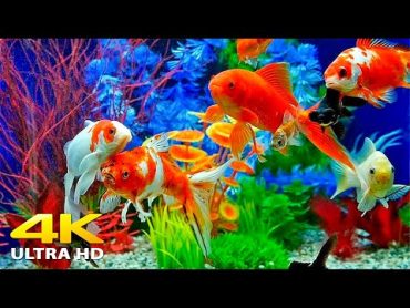 Aquarium 4K VIDEO (ULTRA HD) 🐠 Beautiful Relaxing Coral Reef Fish  Relaxing Sleep Meditation Music