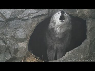 Black Wolf Howls to the Thunder