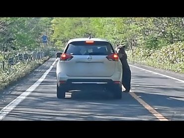 ヒグマは立ち上がり、車にかぶりついた　人恐れない知床のクマたち