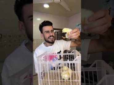 هم تحبون الكتاكيت 🐤🐣🐥 مهيمن علاء