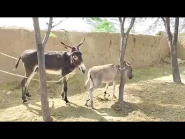 Horse Mating Donkey  Donkeys Breeding  Animals Mating Compilation 2023