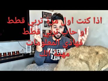 تربية قطط لاول مرة وكيفية التعامل معها