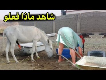 امرأءه تعاشر حمار وتفعل معه شيء محرم  شاهد ماذا حدث!