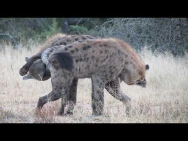 Hyenas Greeting