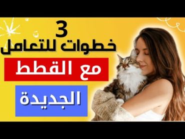 كيفية التعامل مع قط جديد في المنزل