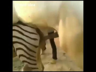 Animal sexy video in zoom