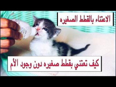 العنايه بالقطط الصغيره من عمر يوم واحد الى شهرين بدون امهم التغذيه / التحميم  Mohamed Vlog