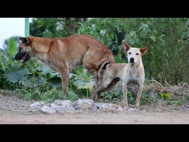 " dog mating educational video " " dog mating video " by natural animals channel "