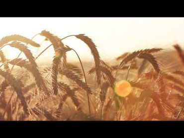 Golden Wheat Blowing in the Wind  Royalty Free HD Video Stock Footage